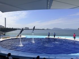 🐬 四国水族館でイルカのパフォーマンスを楽しみました♪