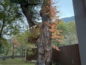 ツタウルシが色づいてます
