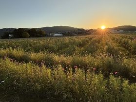秋の花