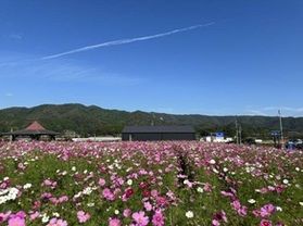 北房のコスモス広場 開花情報