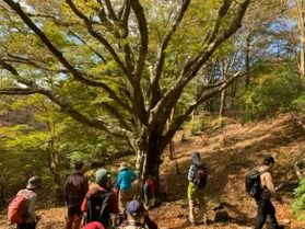 【募集中】秋の天城原生林と八丁池紅葉ガイドウォーク