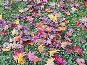 鹿沢園地内の紅葉情報🍂