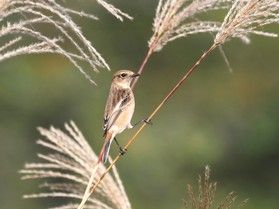 茶臼山高原を訪れる秋の渡り鳥たち