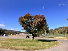 裏磐梯紅葉の目安「ハートの木」