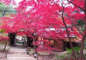 「近江の古社寺を名残紅葉と共に」バス旅★