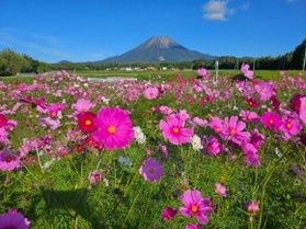 月末は紅葉とコスモスが見頃です