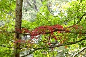 【帝釈峡紅葉情報2026】最新の紅葉状況をお届け!②