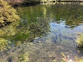 自然を大満喫!富士養鱒場でニジマス釣り