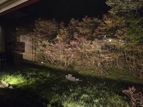 ドウダンツツジがライトアップ中です！