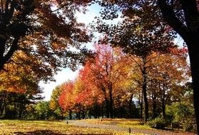 蒜山高原キャンプ場の紅葉と手ぶらでキャンプがラストスパート!