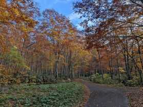休暇村周辺の紅葉状況
