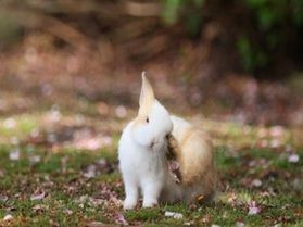 ご宿泊様限定のふれあいプログラム