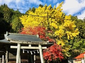 黄色と赤の鮮やかなコントラスト　徳山神社