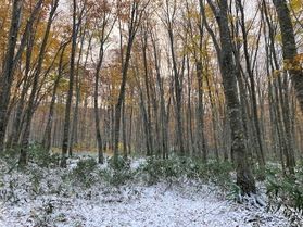 紅葉と初雪の乳頭温泉郷