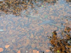 イワナ達は冷たい水で気持ちが良さそうです！