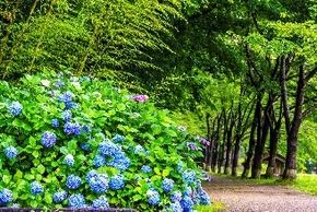 名称　　　初夏の花物語