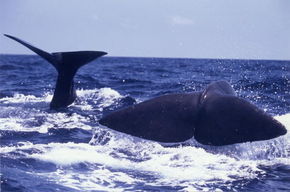 巨大な生命との出会い！クジラウォッチング ！！
