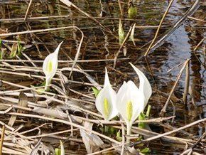 まもなく水芭蕉の時期ですよ♪