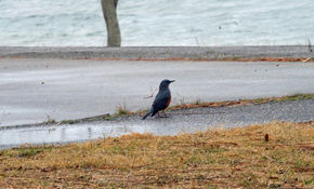 「幸せの青い鳥」宮ヶ浜の鳥たち