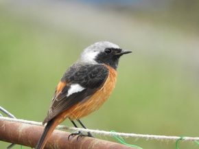 冬に聞こえるヒッヒッという鳴き声の正体とは…