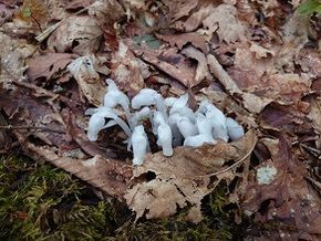 まるで幽霊！？ギンリョウソウの秘密