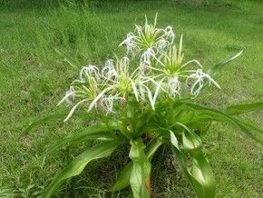 ハマユウの花見頃です
