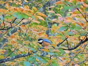 支笏湖で見られる野鳥たち