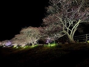 夜桜おすすめです！
