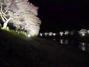 河津桜　満開　夜桜