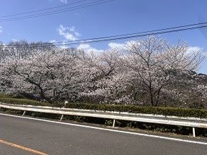 ソメイヨシノ開花状況～今、見頃！🌸～