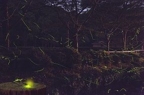 参加しなきゃもったいない!!大人気ホタル観賞ツアー★