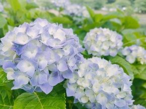 アジサイの花のヒミツ