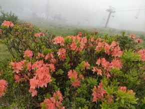 湯ノ丸のレンゲツツジのために