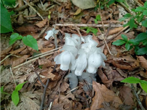 擬宝珠山にユウレイソウが咲いています