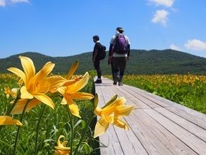 平日限定　ニッコウキスゲ登山無料送迎バスのご案内　
