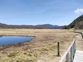高山植物の宝庫「池の平湿原」、コマクサが見頃に