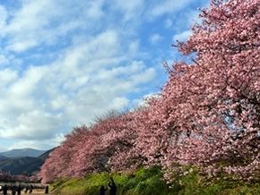 まだまだ募集中！河津・南伊豆の2大桜を巡る旅