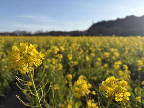 菜の花畑での花・人・推しグッズのオススメの撮り方