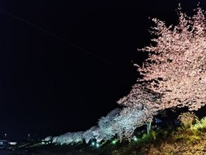夜桜が綺麗ですよ