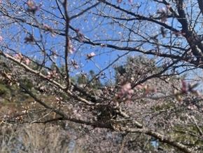 休暇村園地でもようやく【春の訪れ】を感じられます♪