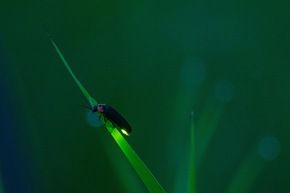幻想的な時間へご招待　梅雨明けにホタルに会える休暇村