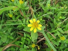 夏の花が咲き始めました