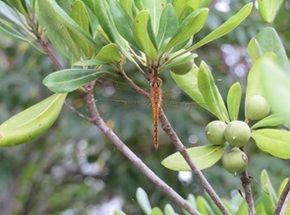 夏と秋の季節の境目を感じます。
