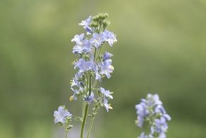 阿蘇野草園の”はなしのぶ”まだ咲いてました!