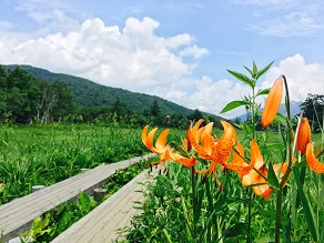 夏の尾瀬を歩きましょう!