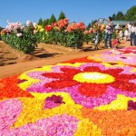 世羅高原ダリア祭