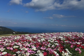 淡路花祭２０１７秋　９月１６日から開催されます！