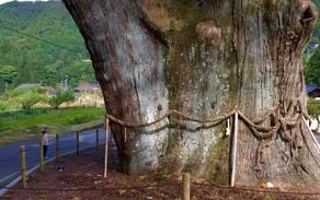 樹齢１８００年の大杉