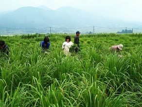 南阿蘇農園のハーブ畑にレモングラスの収穫に行ってきました！