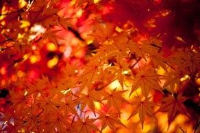 間もなくですね♪　香川の紅葉もきれいですよ☆